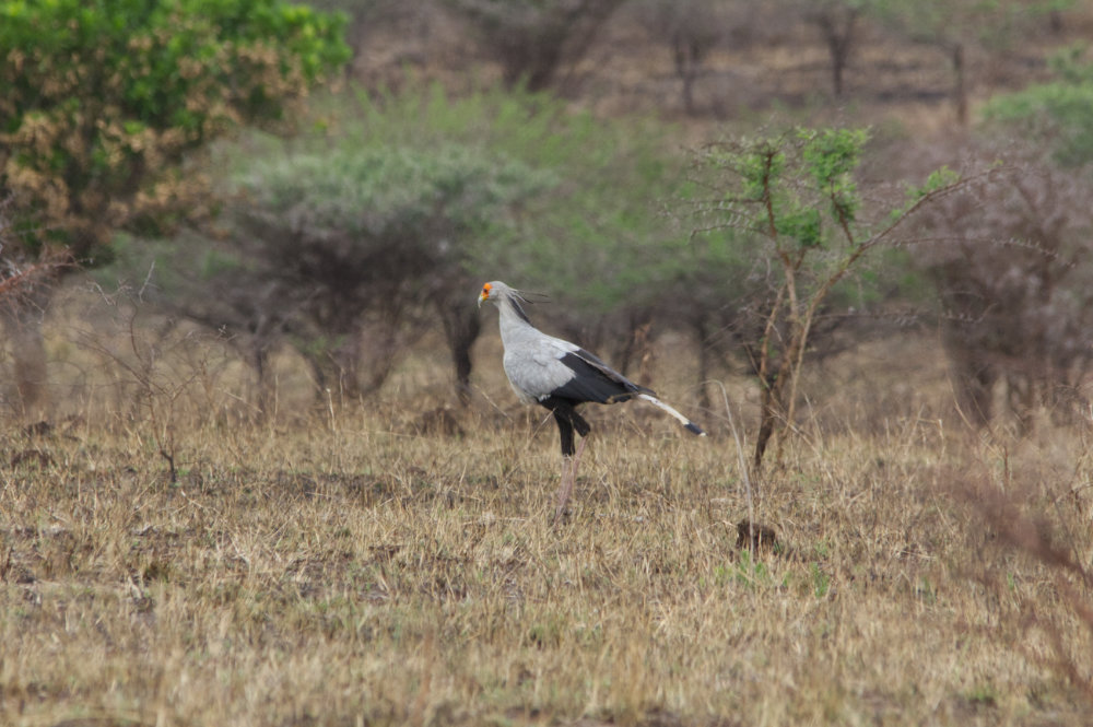Secretary Bird.jpg